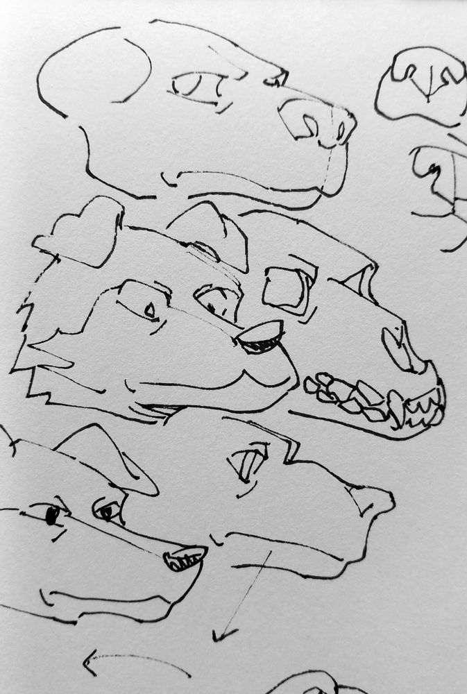 ink on paper drawing of some dog heads, dog snouts and dog skulls